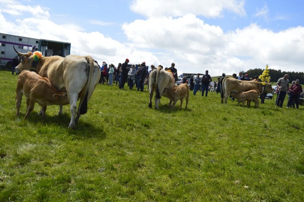 transhumance, aubrac, aveyron, occitanie