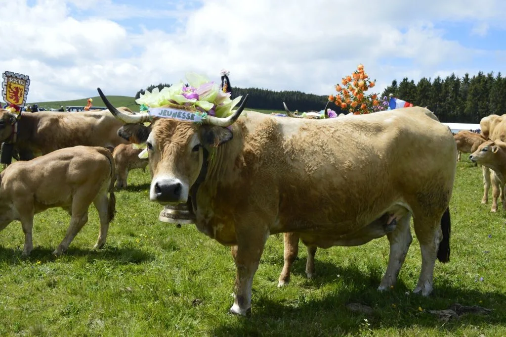 transhumance, aubrac, aveyron, occitanie