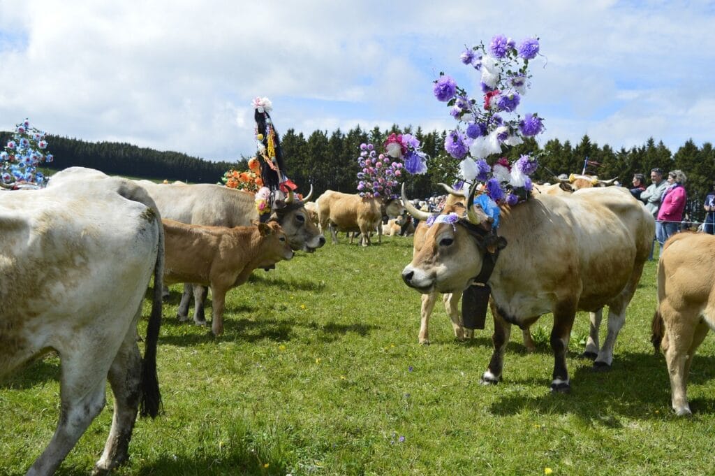 transhumance, aubrac, aveyron, occitanie