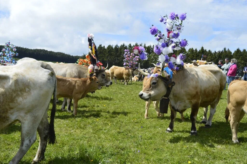 transhumance, aubrac, aveyron, occitanie