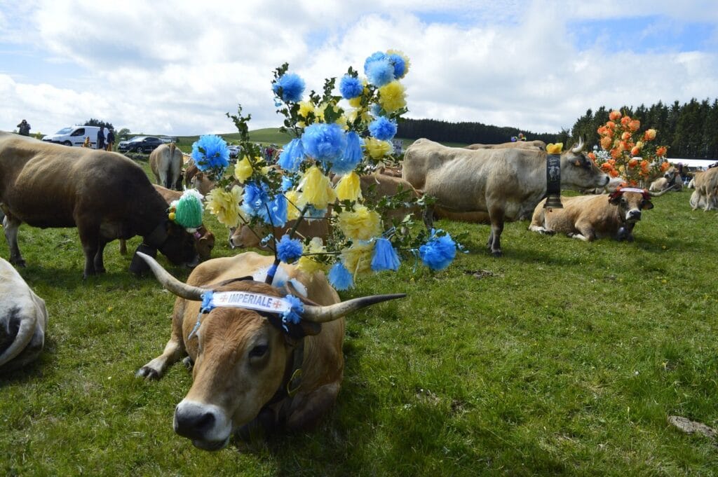 transhumance, aubrac, aveyron, occitanie