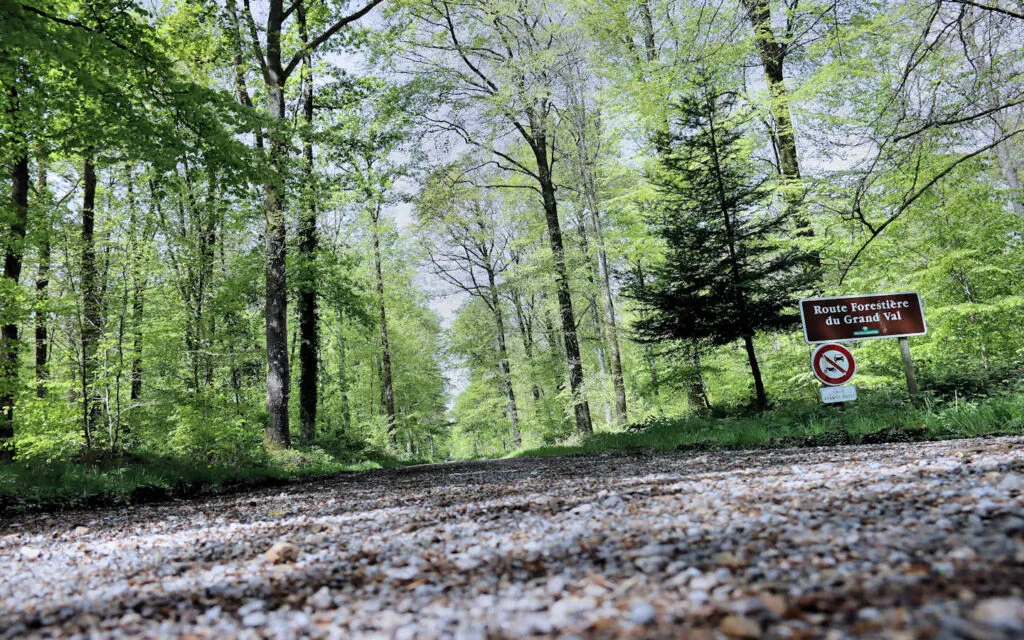 hêtre, lyons la forêt, eure, normandie