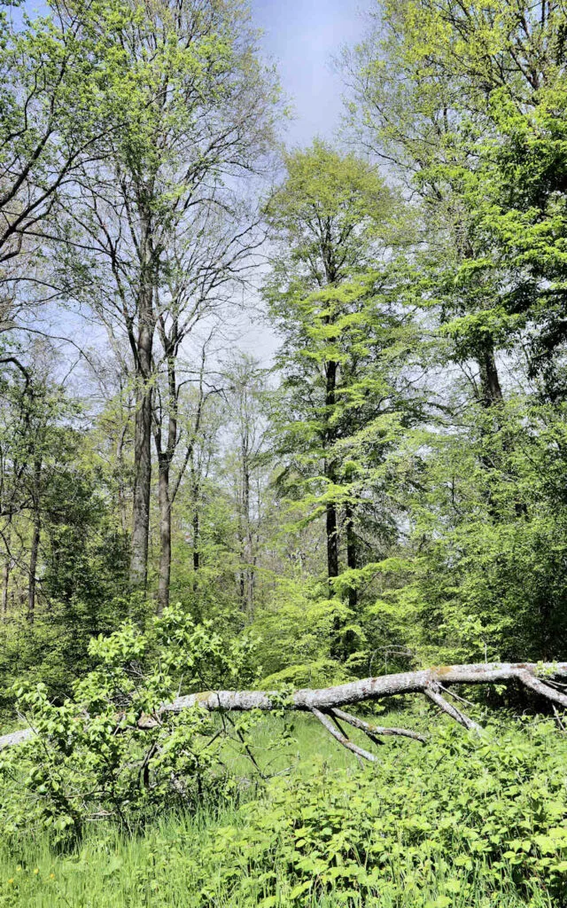 hêtre, lyons la forêt, eure, normandie