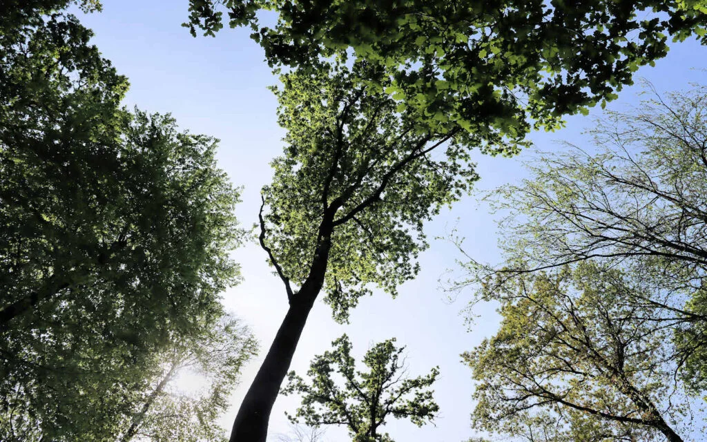 hêtre, lyons la forêt, eure, normandie