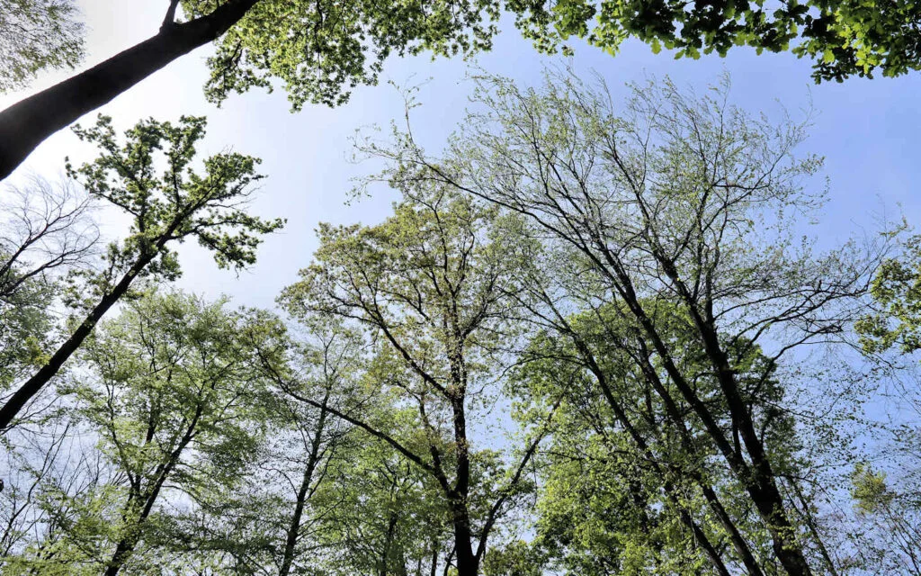 hêtre, lyons la forêt, eure, normandie