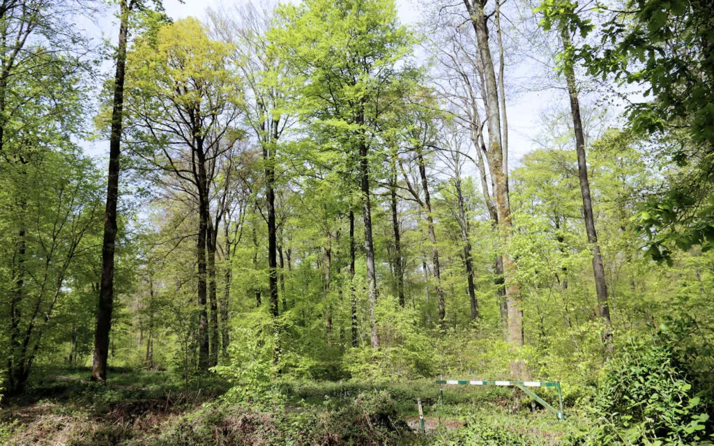 hêtre, lyons la forêt, eure, normandie