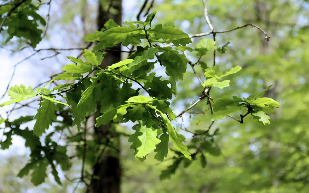 hêtre, lyons la forêt, eure, normandie