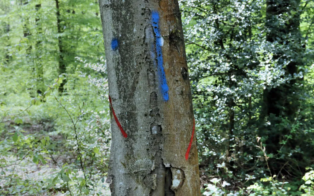 hêtre, lyons la forêt, eure, normandie