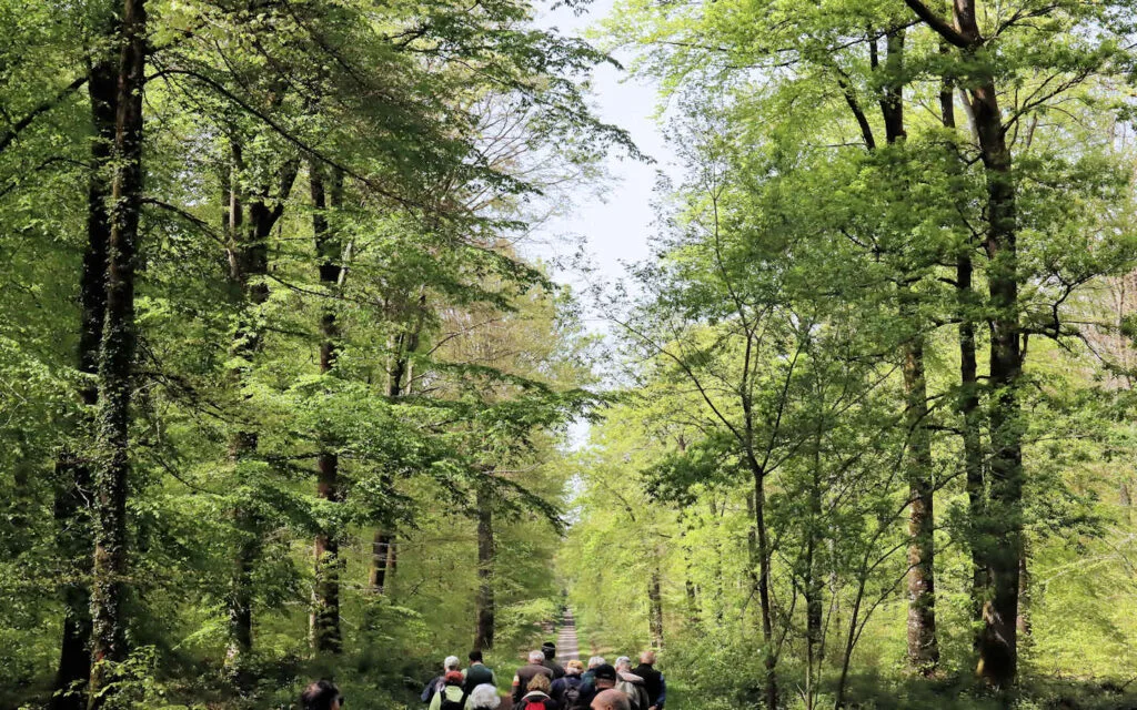 hêtre, lyons la forêt, eure, normandie