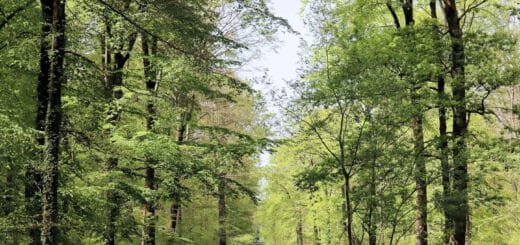 hêtre, lyons la forêt, eure, normandie
