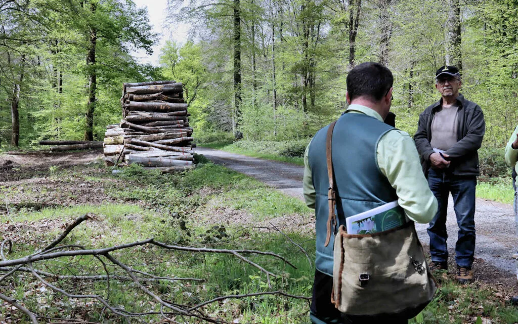 hêtre, lyons la forêt, eure, normandie