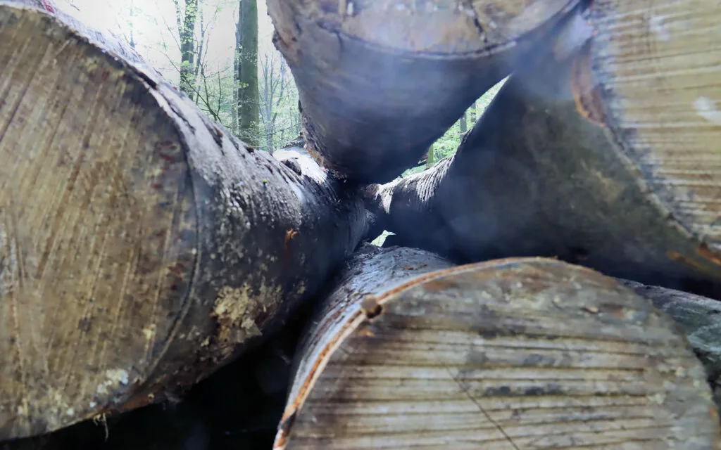 hêtre, lyons la forêt, eure, normandie