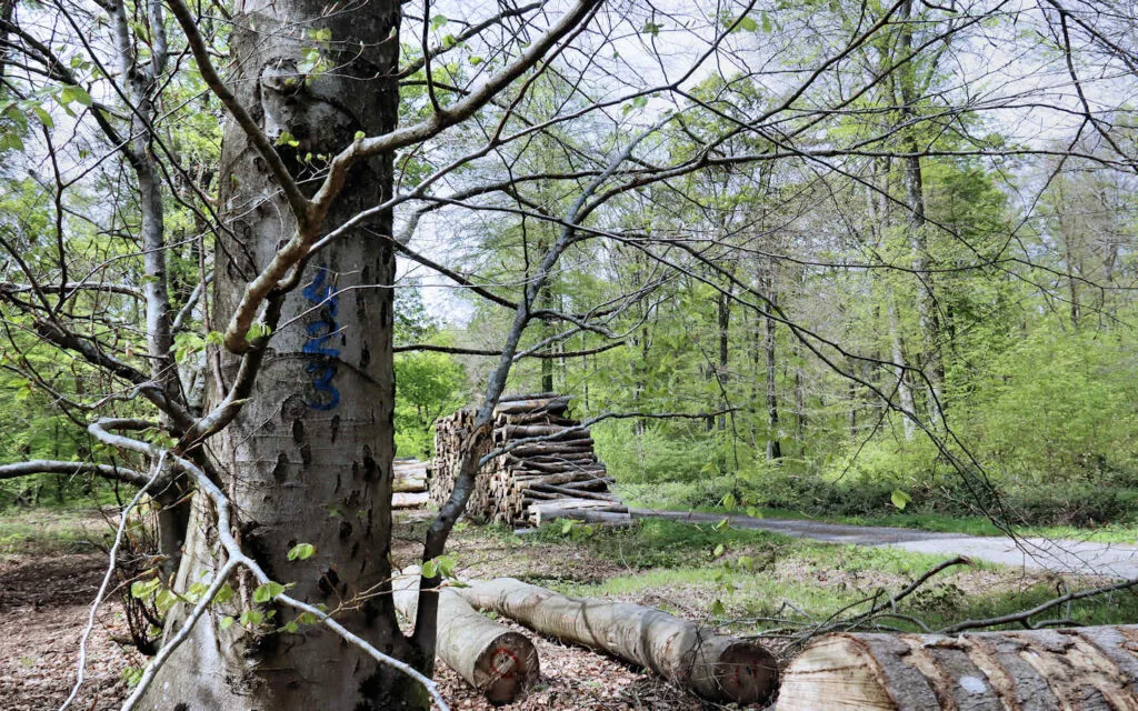 hêtre, lyons la forêt, eure, normandie