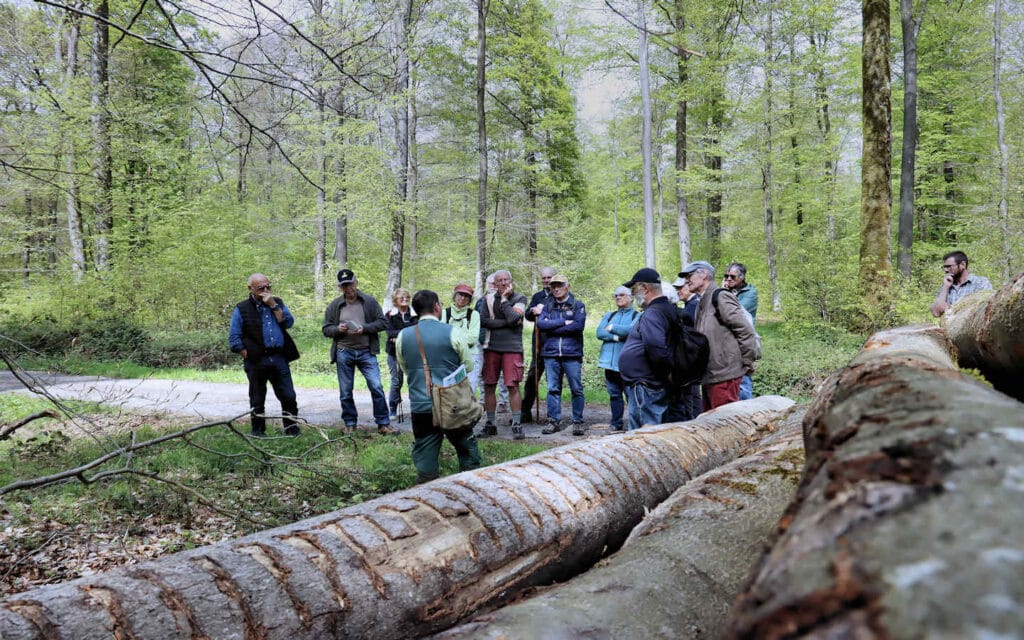 hêtre, lyons la forêt, eure, normandie