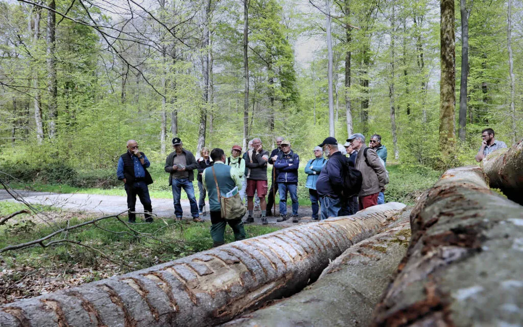 hêtre, lyons la forêt, eure, normandie