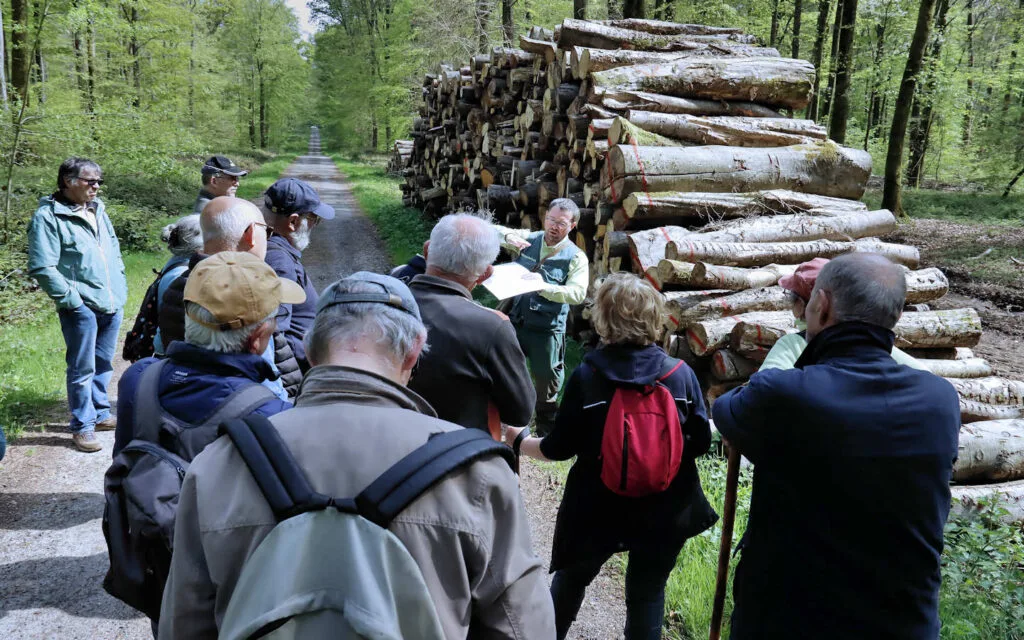 hêtre, lyons la forêt, eure, normandie
