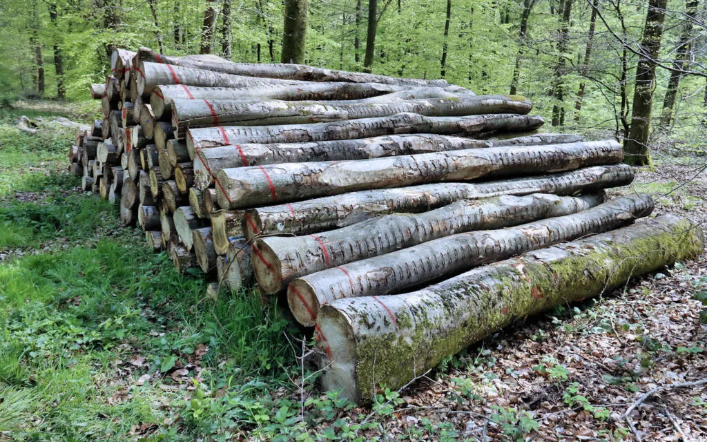 hêtre, lyons la forêt, eure, normandie