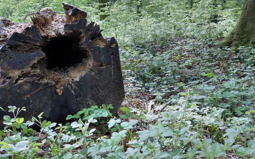 hêtre, lyons la forêt, eure, normandie
