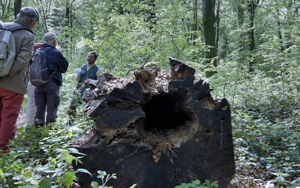 hêtre, lyons la forêt, eure, normandie