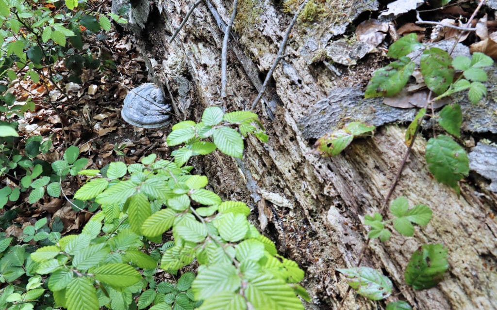 hêtre, lyons la forêt, eure, normandie