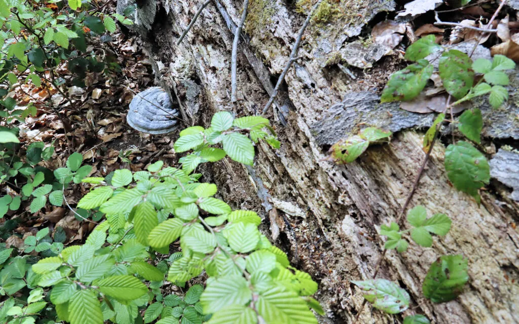 hêtre, lyons la forêt, eure, normandie