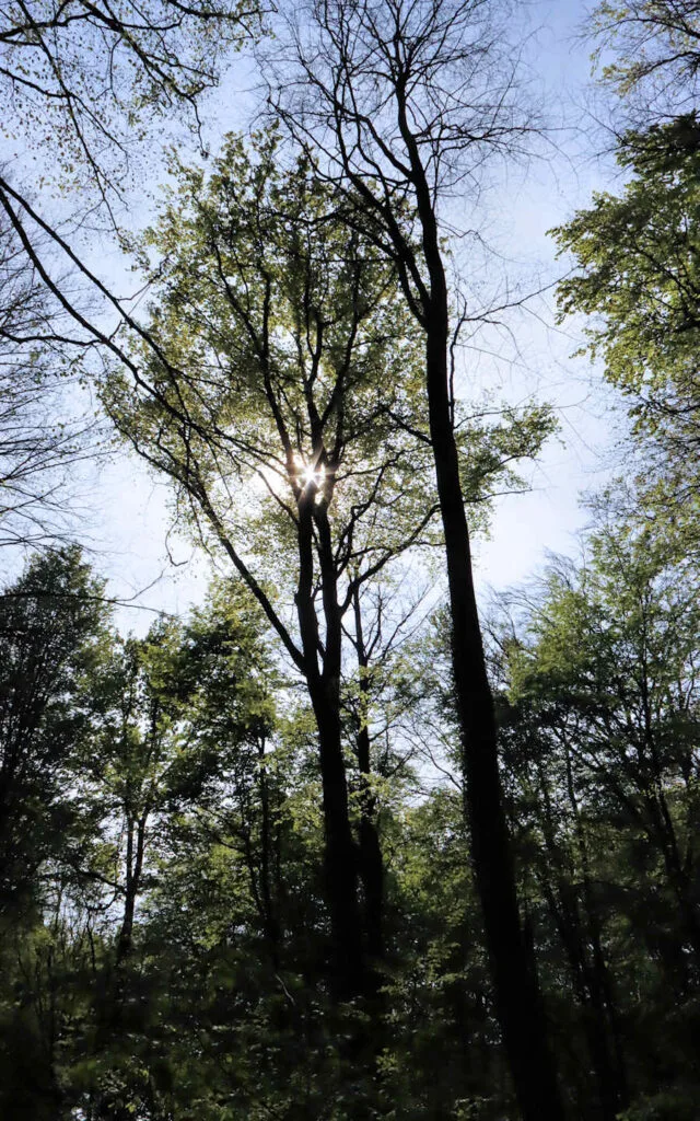 hêtre, lyons la forêt, eure, normandie