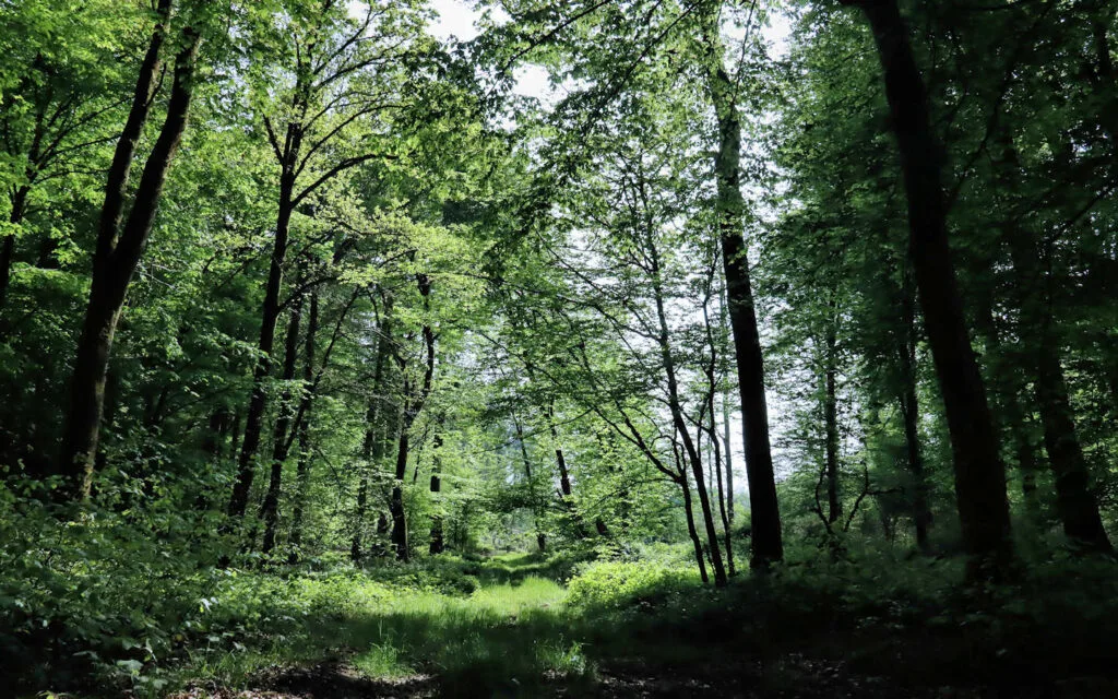 hêtre, lyons la forêt, eure, normandie