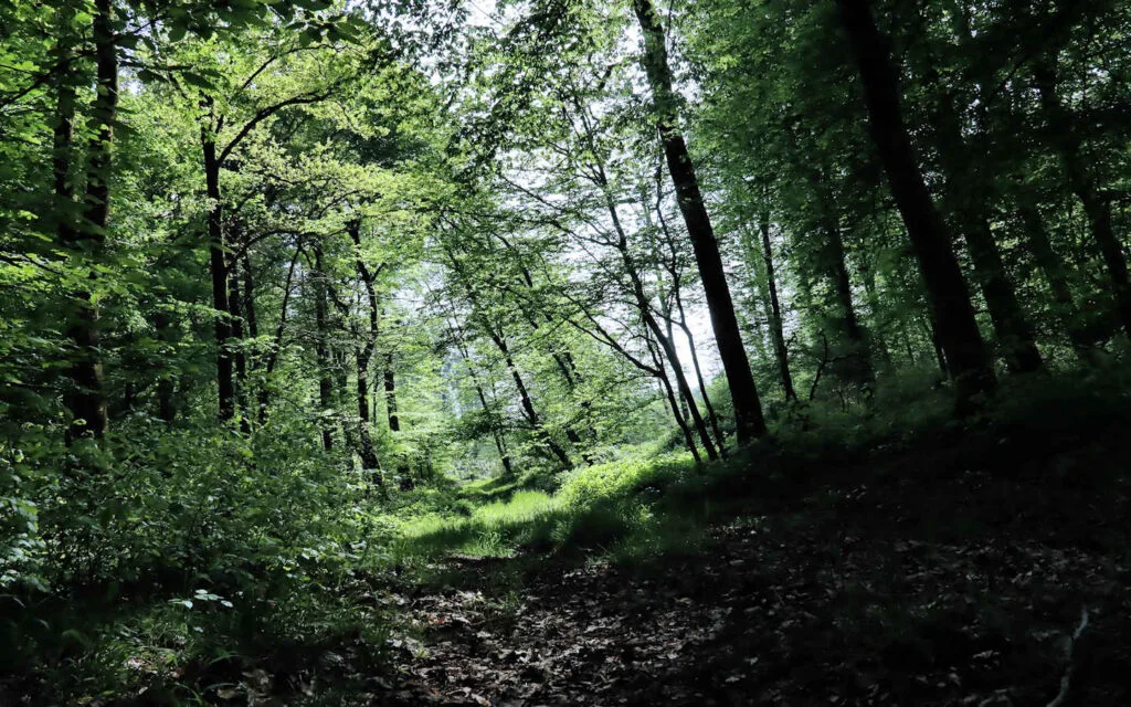 hêtre, lyons la forêt, eure, normandie