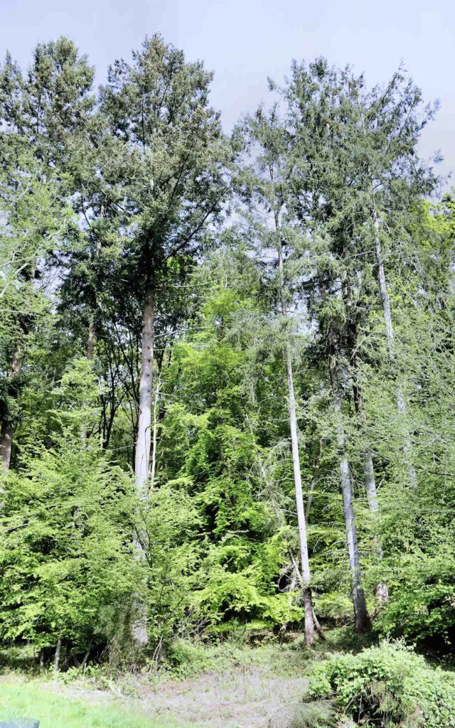 hêtre, lyons la forêt, eure, normandie