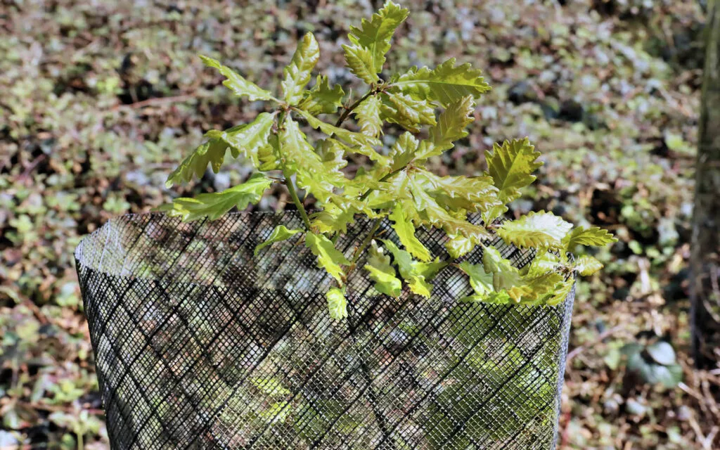 hêtre, lyons la forêt, eure, normandie