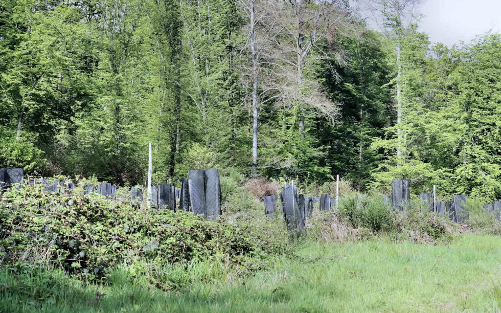 hêtre, lyons la forêt, eure, normandie
