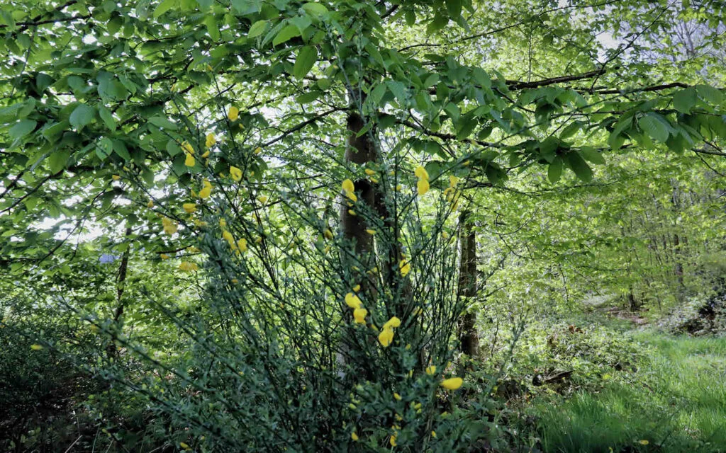 hêtre, lyons la forêt, eure, normandie