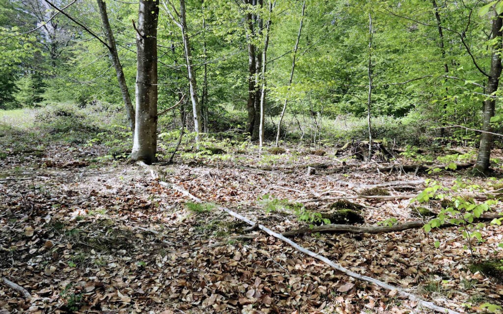 hêtre, lyons la forêt, eure, normandie