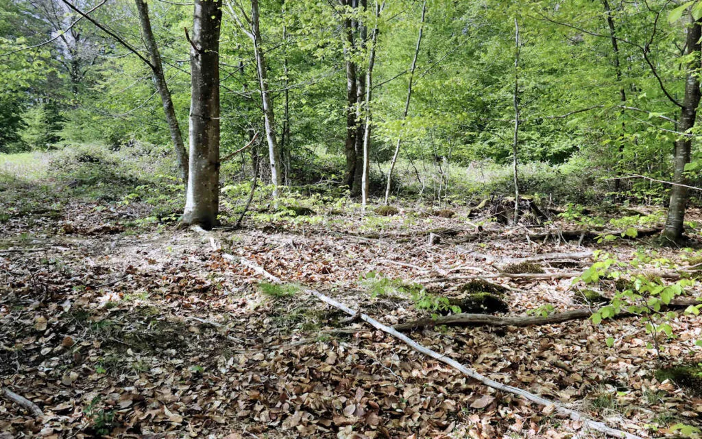 hêtre, lyons la forêt, eure, normandie