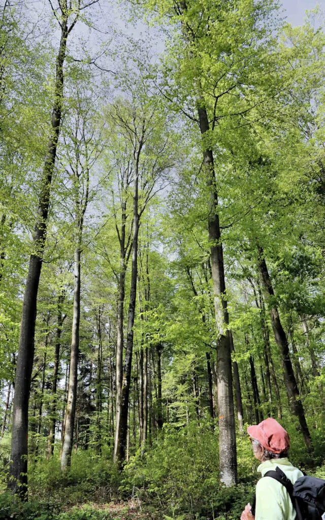hêtre, lyons la forêt, eure, normandie