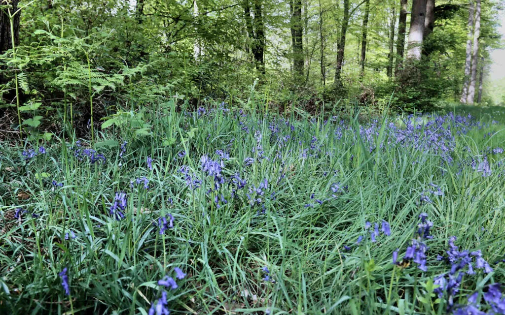 hêtre, lyons la forêt, eure, normandie