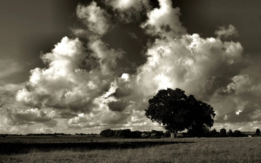 22 - Arbre sous l'orage – Silhouette sombre sous des cumulus spectaculaires
