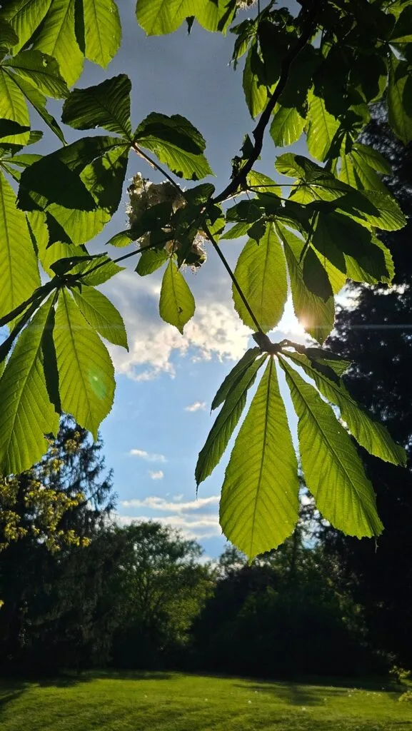 27 - Transparence végétale – Feuilles illuminées par un soleil de face