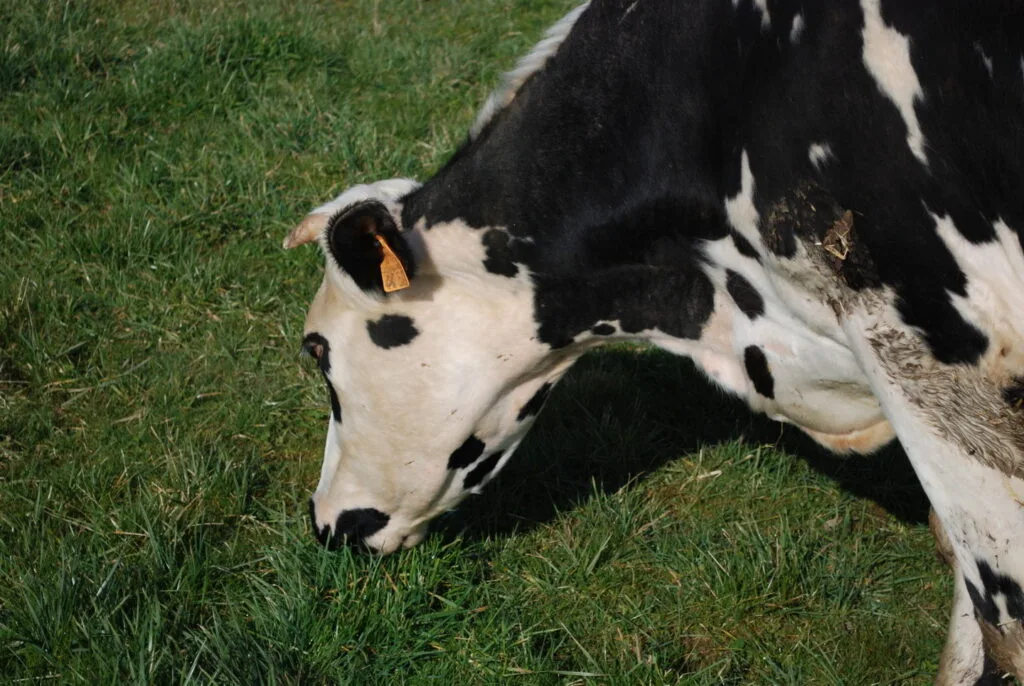 31 - Broutage en herbage – Gros plan sur une vache brayonne