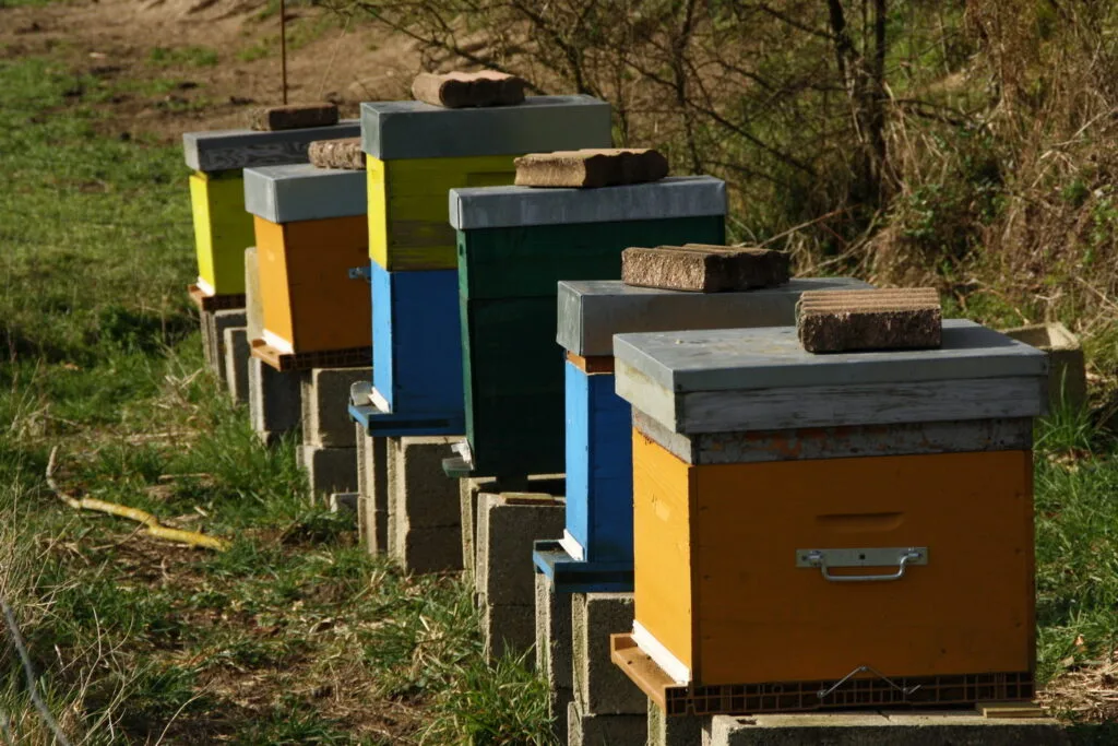 32 - Ruches du bocage – Alignement coloré dans un pré
