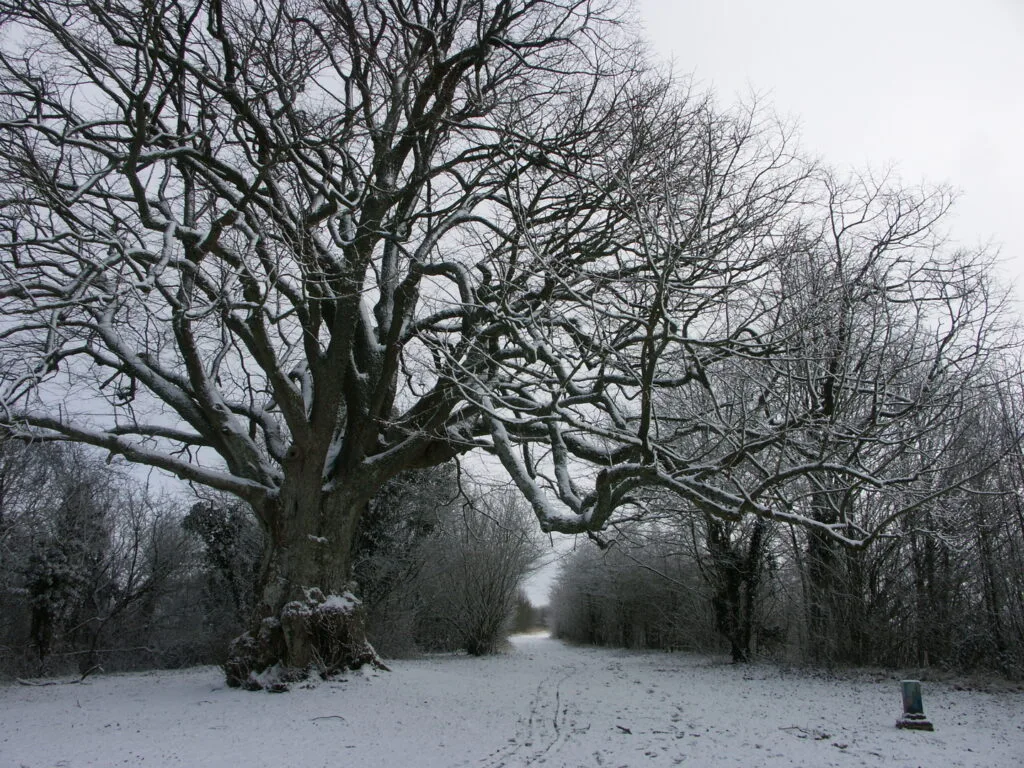 35 - Géant d'hiver poudré – Grand arbre aux branches chargées de neige