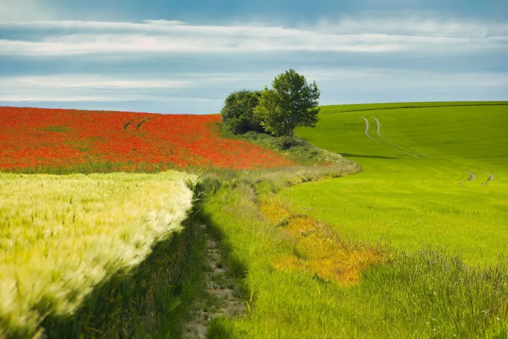 36 - Éclats de coquelicots – Chemin creux entre blés et fleurs rouges
