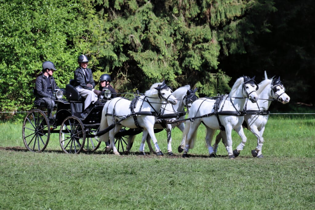 37 - Équipage de blanc – Attelage de chevaux blancs en forêt
