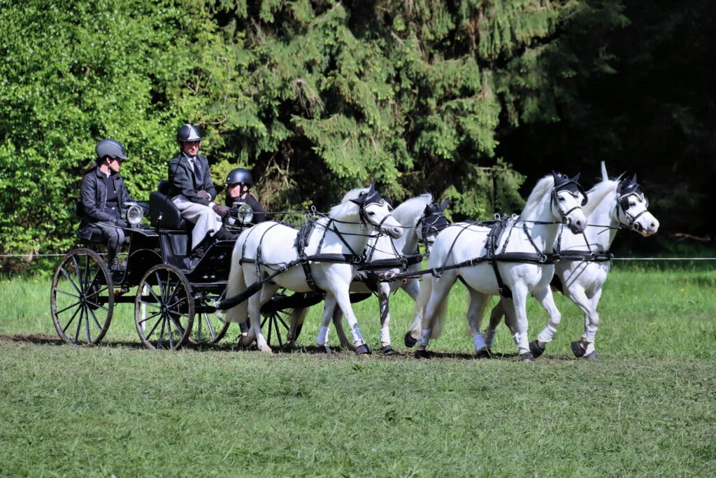 37 - Équipage de blanc – Attelage de chevaux blancs en forêt