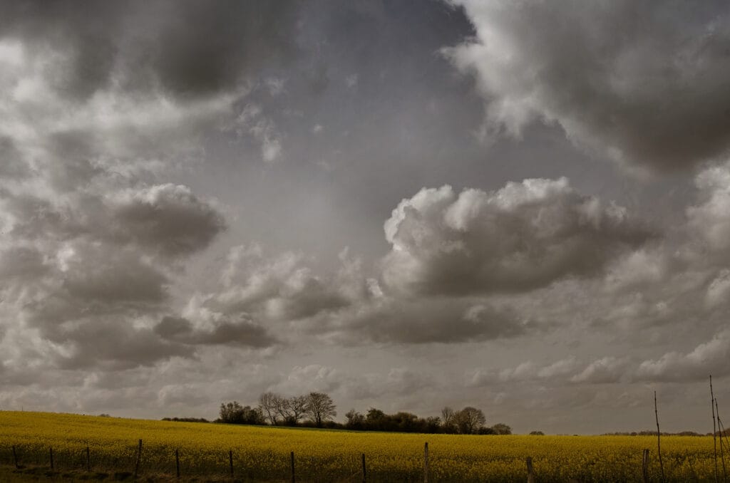 39 - Orage sur colza – Contraste entre jaune vif et ciel de plomb
