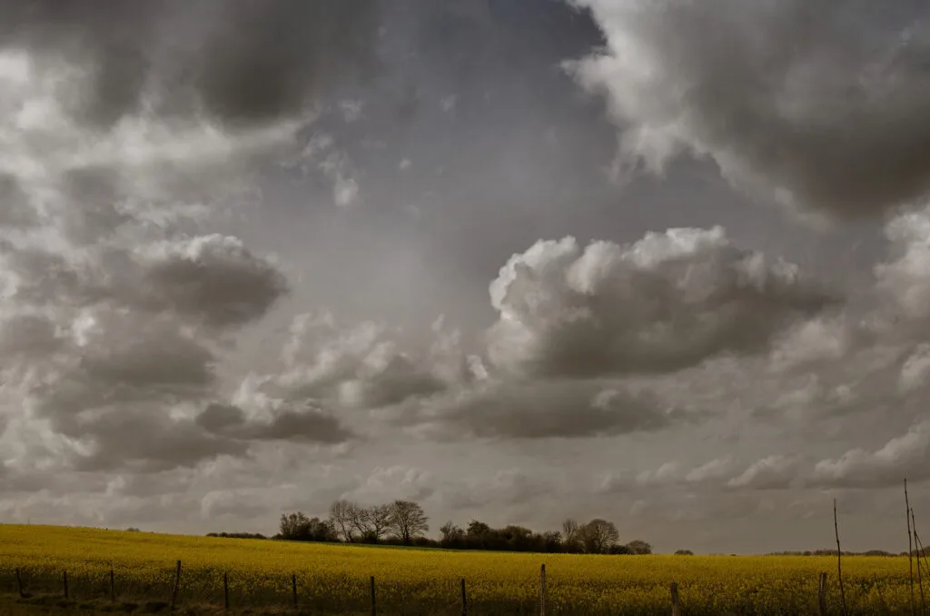 39 - Orage sur colza – Contraste entre jaune vif et ciel de plomb
