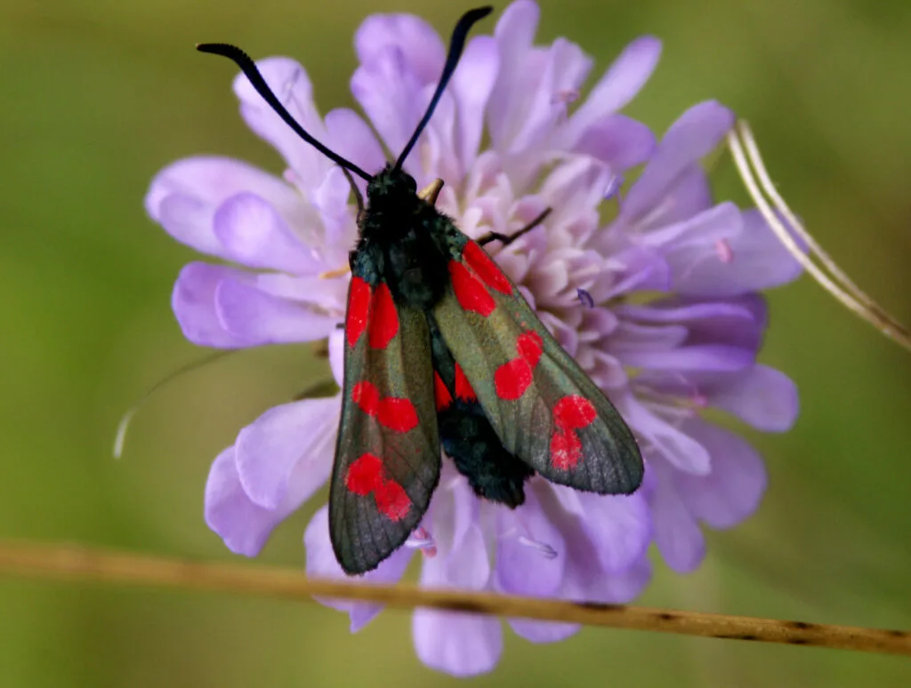 40 - Zygène sur pourpre – Papillon noir et rouge sur fleur violette