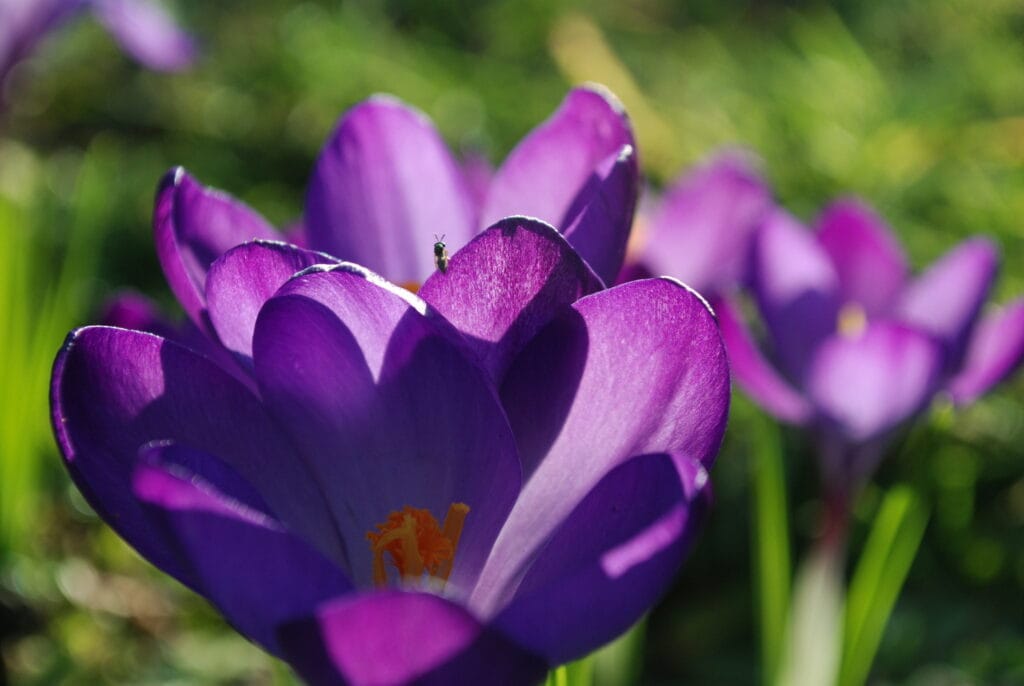 41 - Cœur de crocus – Insecte explorant le pistil orangé