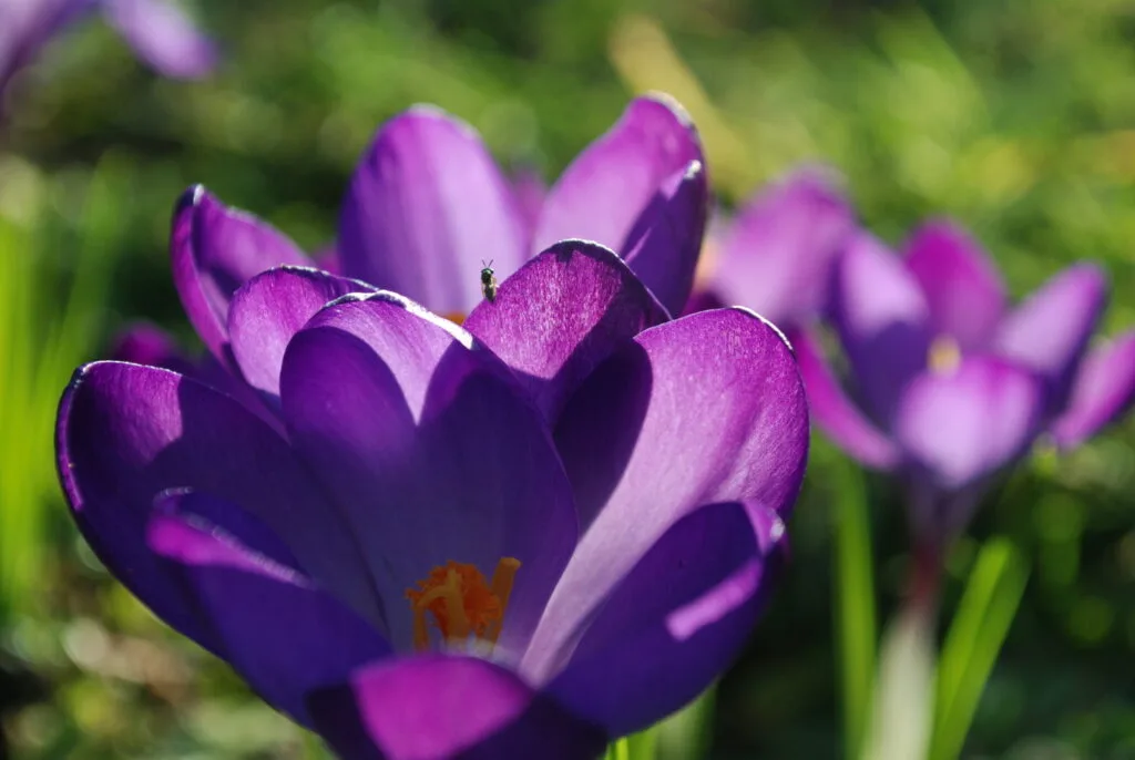41 - Cœur de crocus – Insecte explorant le pistil orangé