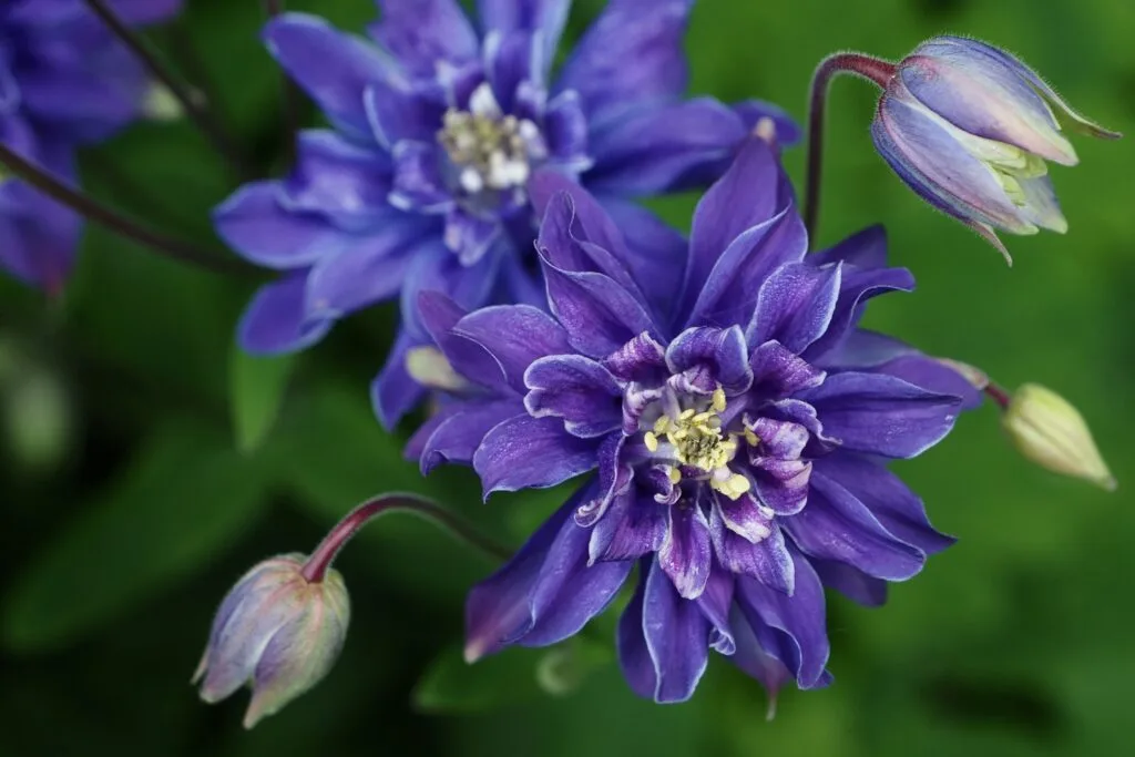 42 - Ancolies de jardin – Bouquet de fleurs aux teintes violettes